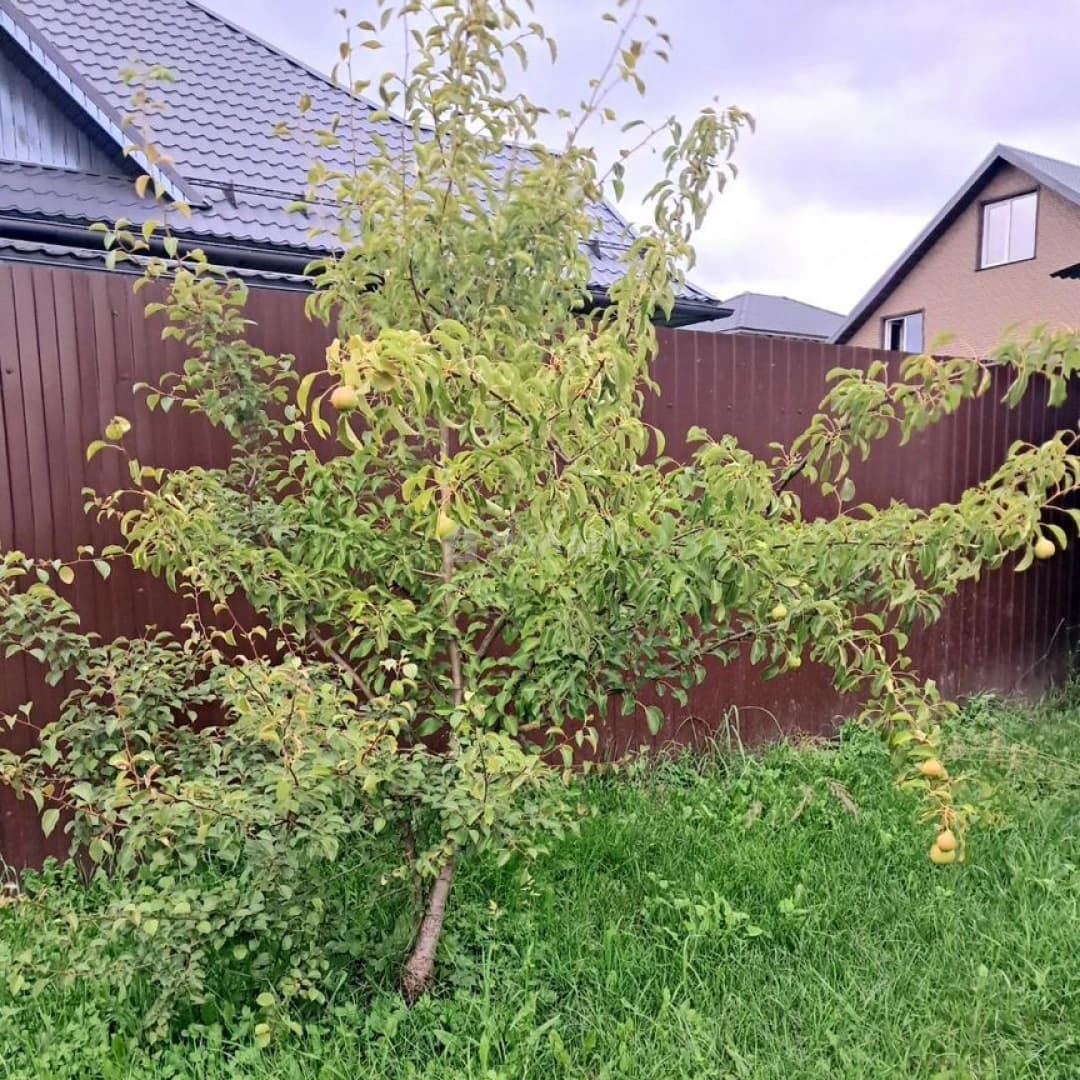 Photo 30