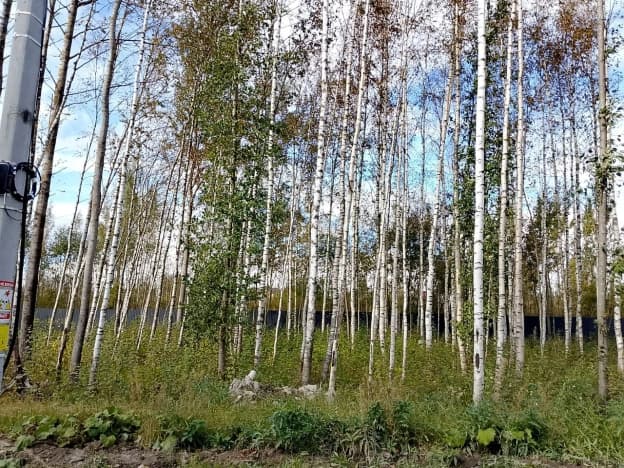 Купить земельный участок в Бокситогорском районе в Ленинградской области. Вариант № 2354940, 1, площадь - квм, цена 3500000 рублей