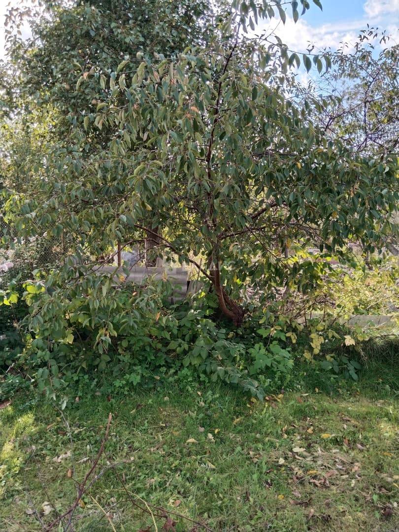 Photo 33