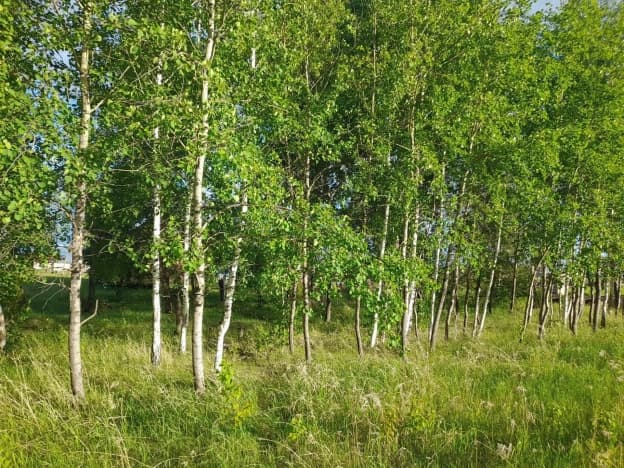 Купить земельный участок в Посёлоке Октябрьском в Мошковском районе на улице Оперная , посёлок Октябрьский в Новосибирской области. Вариант № 2367478, 1, площадь - квм, цена 2000000 рублей