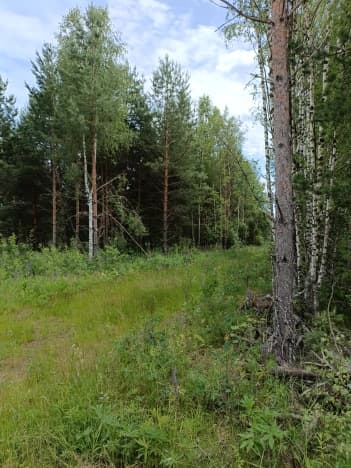 Купить земельный участок в Деревне Матвеевке в Селивановском Муниципальном Округе в Владимирской области. Вариант № 1672721, 1, площадь - квм, цена 2100000 рублей