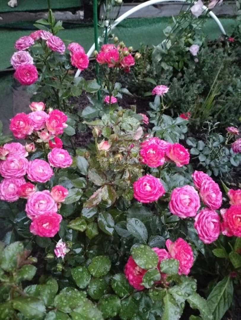 Photo 19