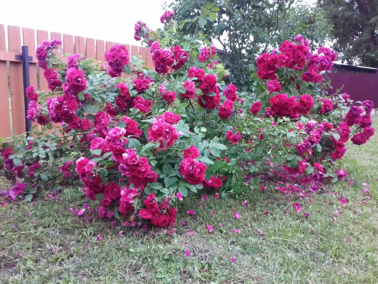 Photo 37