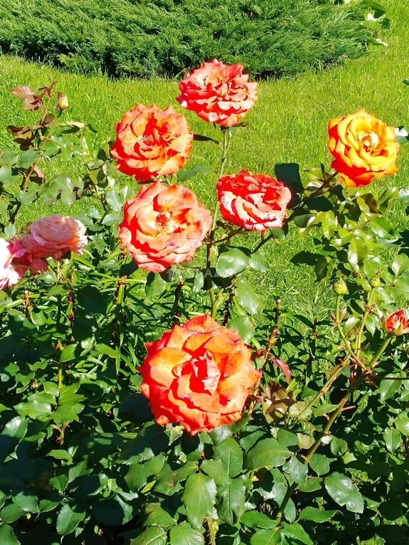 Photo 10