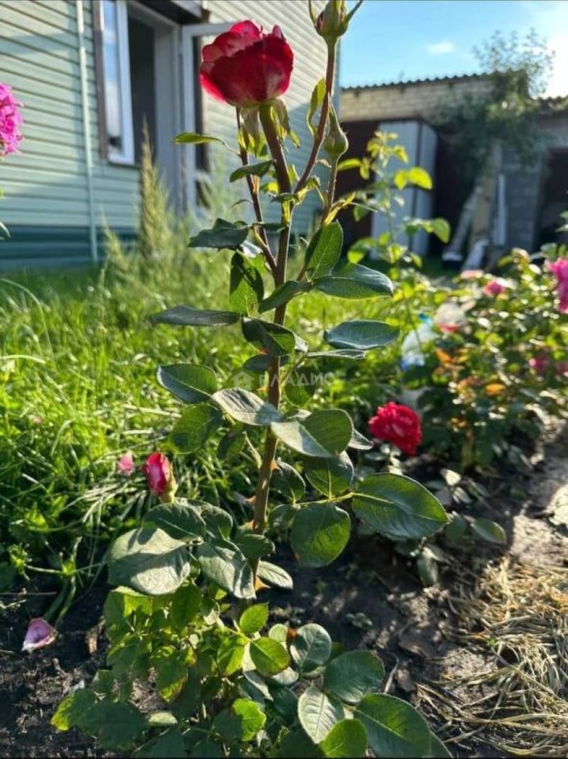 Photo 17