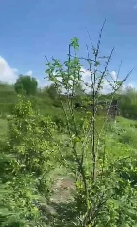 Купить земельный участок в Колыванском районе в Новосибирской области. Вариант № 2249065, 0, площадь - квм, цена 500000 рублей