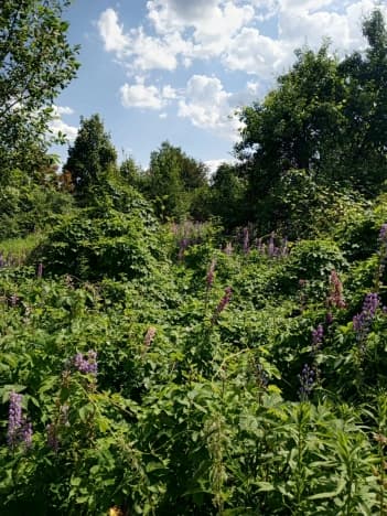Купить земельный участок в Городищенском районе в Пензенской области. Вариант № 2200177, 1, площадь - квм, цена 450000 рублей