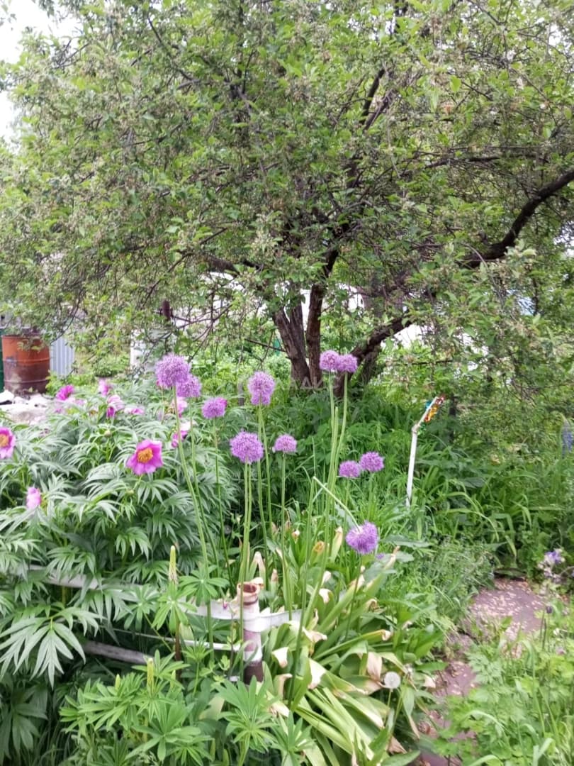 Photo 45