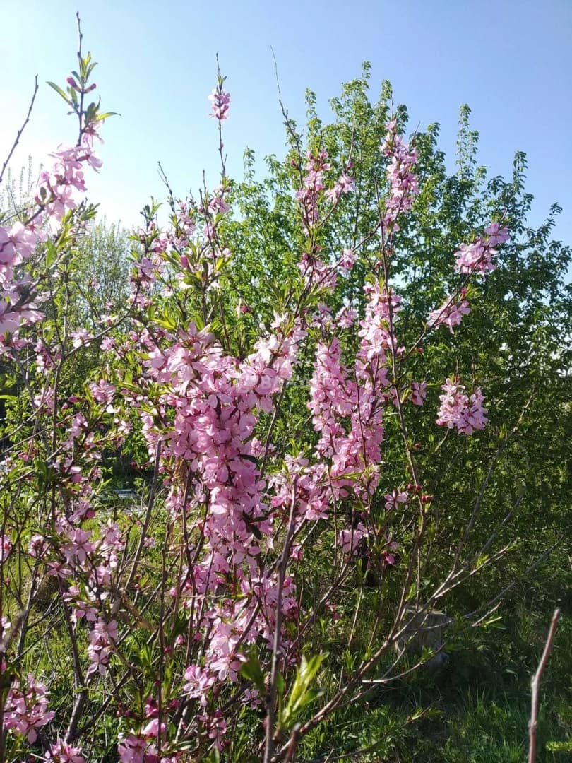 Photo 25