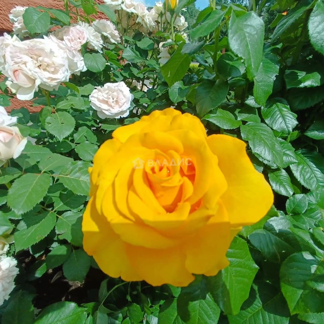 Photo 26