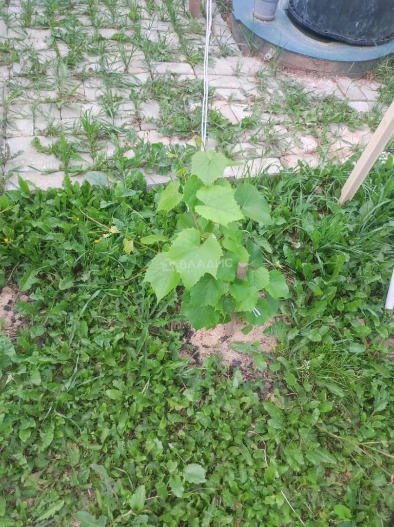 Photo 44