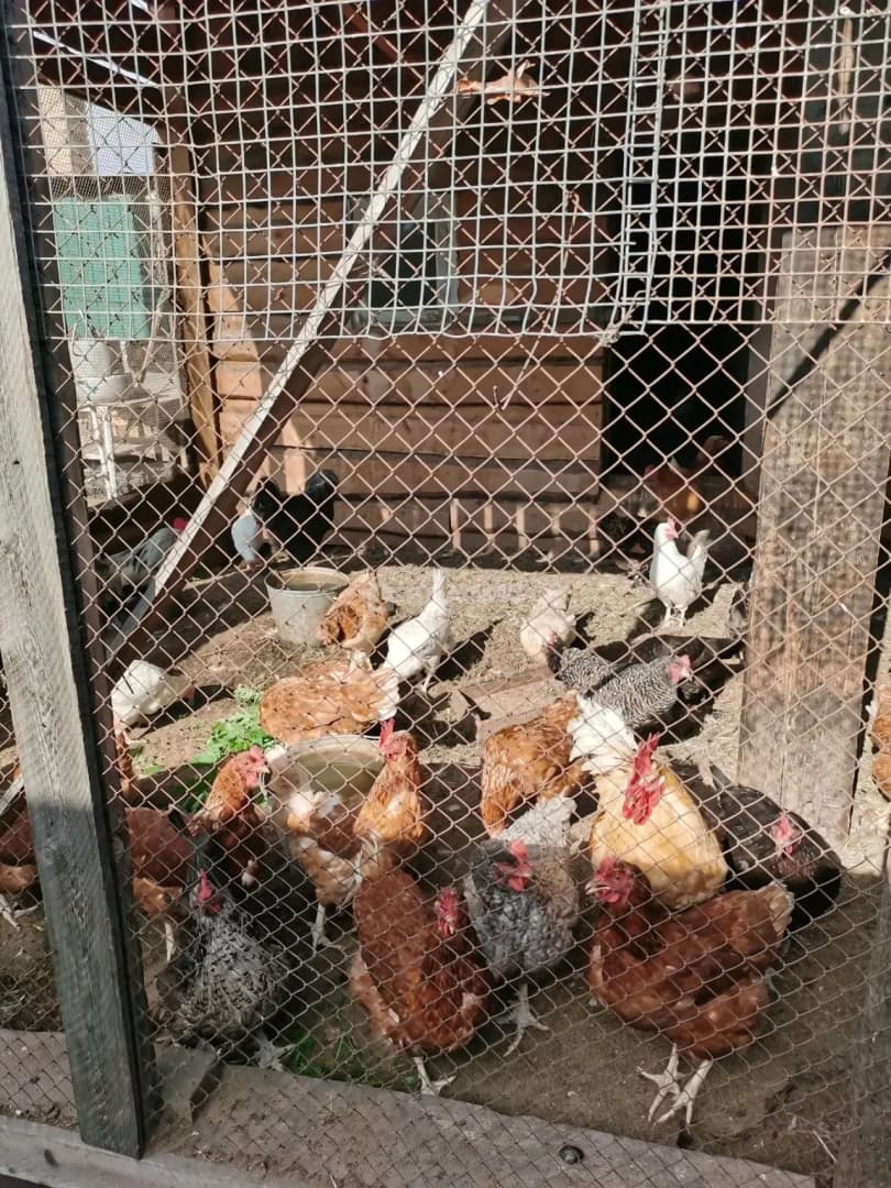 Photo 47