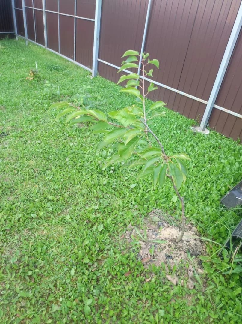 Photo 48