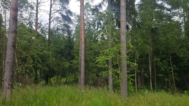 Купить земельный участок в Приозерском районе в Ленинградской области. Вариант № 2248730, 0, площадь - квм, цена 8000000 рублей