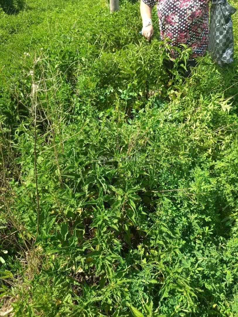 Photo 20