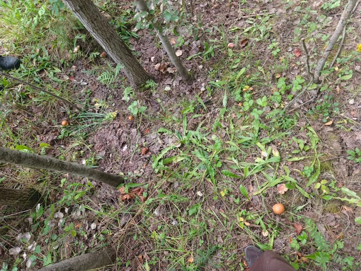 Photo 4