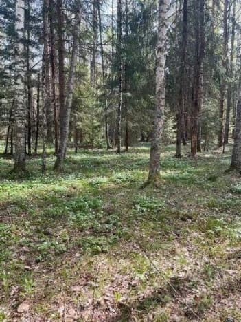 Купить земельный участок в Деревне Мистолове в Всеволожском районе на улице Кольцевая , деревня Мистолово в Ленинградской области. Вариант № 2380833, 1, площадь - квм, цена 9000000 рублей