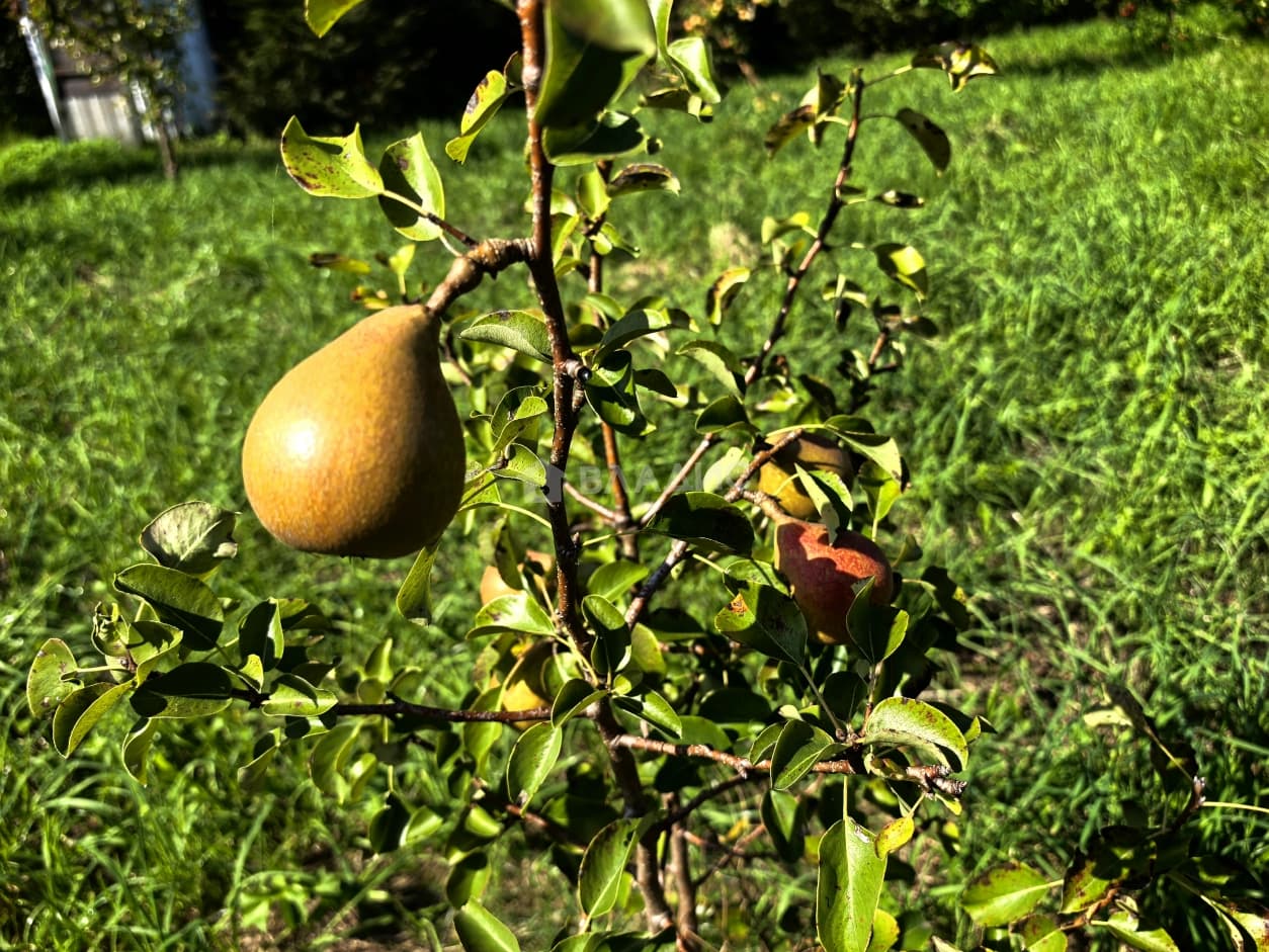 Photo 26