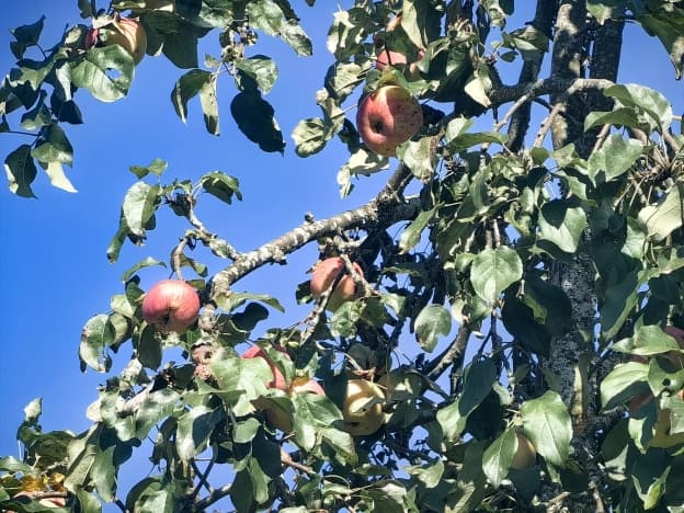 Купить дом в Деревне Хуторе Покровском в Рославльском Муниципальном Округе в Смоленской области. Вариант № 2154059, 0, площадь - квм, цена 1490000 рублей