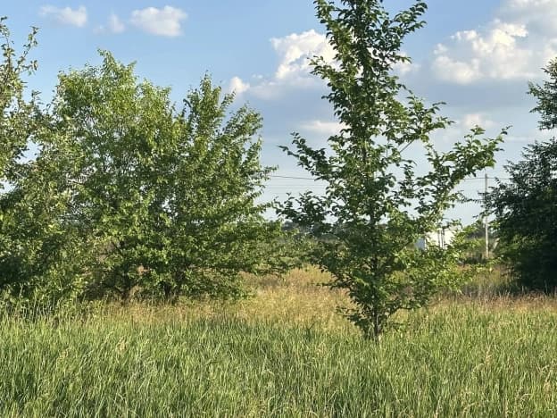 Купить земельный участок в Ольховатском районе в Воронежской области. Вариант № 2213727, 1, площадь - квм, цена 2200000 рублей