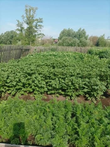 Купить дом в Микрорайоне Академгородок, Советский район в Новосибирске. Вариант № 2151347, 1, площадь - квм, цена 4000000 рублей