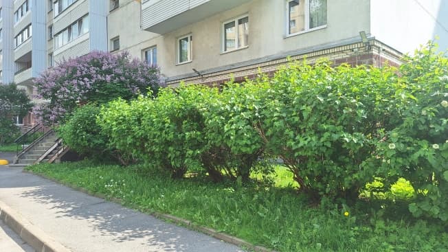 Купить трехкомнатную квартиру на улице Гжатская в Санкт-Петербурге. Вариант № 2282541, 0, площадь - квм, цена 18600000 рублей