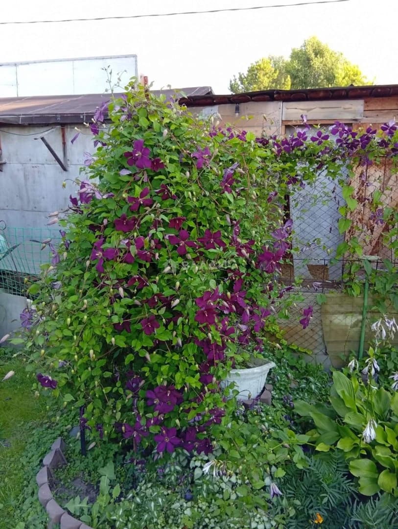 Photo 18