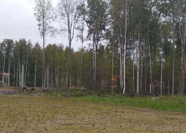 Купить земельный участок в Посёлоке Подборовье в Выборгском районе в Ленинградской области. Вариант № 2197435, 1, площадь - квм, цена 2000000 рублей