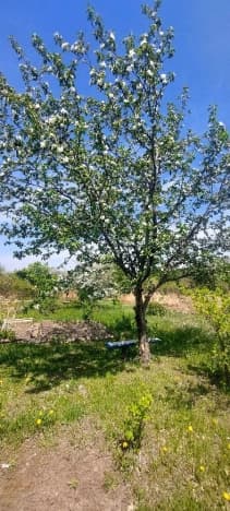 Купить земельный участок на улице Новая в Уссурийске. Вариант № 2114323, 1, площадь - квм, цена 600000 рублей