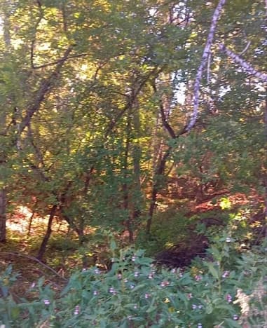 Купить земельный участок в Посёлоке Октябрьском в Мошковском районе на улице Оперная , посёлок Октябрьский в Новосибирской области. Вариант № 2347650, 0, площадь - квм, цена 800000 рублей