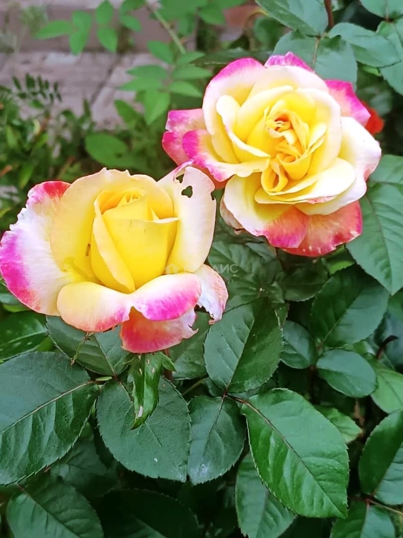 Photo 27