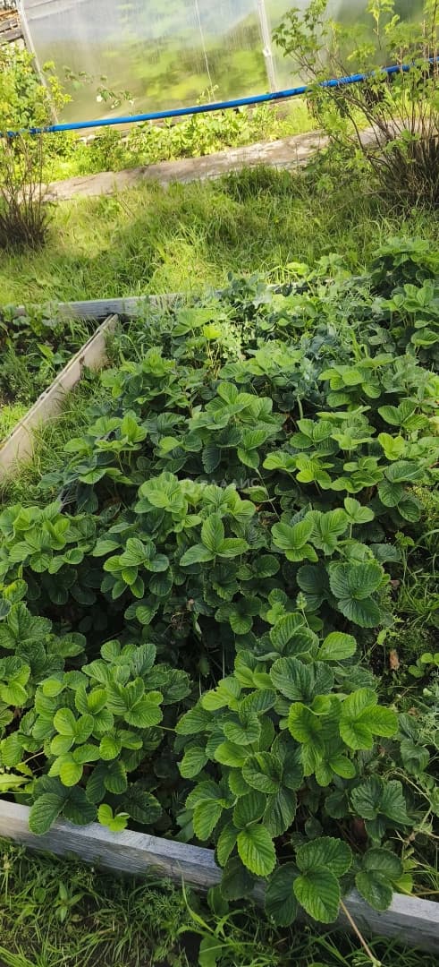 Photo 31