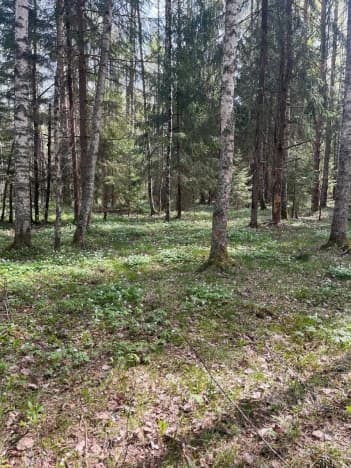 Купить земельный участок в Деревне Мистолове в Всеволожском районе на улице Кольцевая , деревня Мистолово в Ленинградской области. Вариант № 2380805, 0, площадь - квм, цена 7265500 рублей