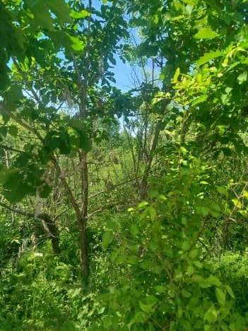 Купить земельный участок в селе Передовое в Благовещенском районе в Амурской области. Вариант № 2230554, 1, площадь - квм, цена 2500000 рублей