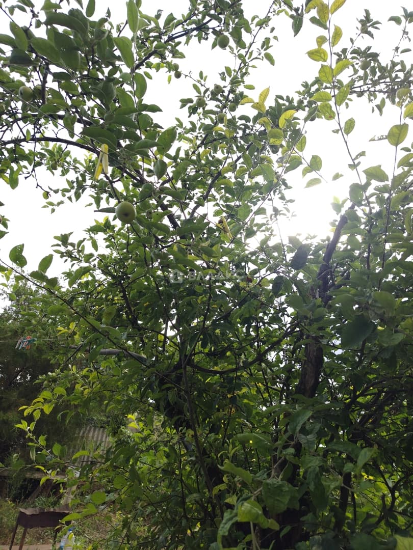 Photo 37
