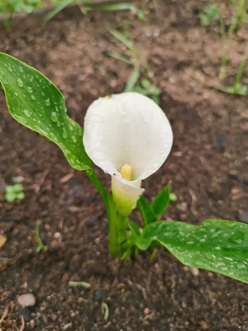 Photo 44